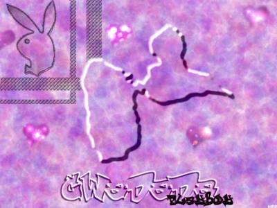 GWADADA playboy